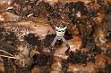 Argiope_keyserlingi_D7901_Z_87_North Stradbroke island_Australie